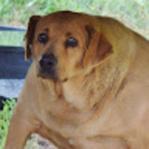 Meet your Posher, Wide dog the asshole